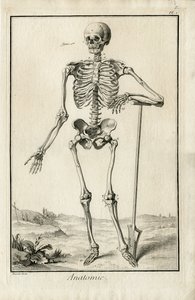 Anatomie - luurangon anatominen tutkimus